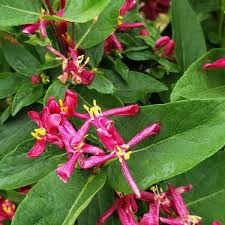 Attēlu rezultāti vaicājumam “Lonicera tatarica fruit”