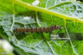 Attēlu rezultāti vaicājumam “Cucullia verbasci larva”