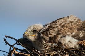 Attēlu rezultāti vaicājumam “Buteo buteo nest”