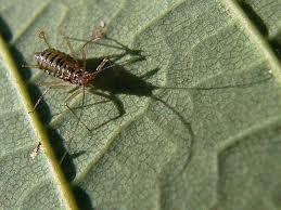 Attēlu rezultāti vaicājumam “Drepanosiphum platanoidis”