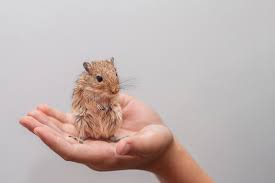 Image result for Gerbil