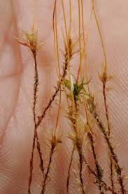 Attēlu rezultāti vaicājumam “Pohlia sphagnicola”