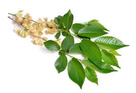 Attēlu rezultāti vaicājumam “Ulmus glabra fruit”