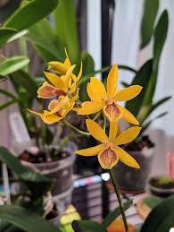 Attēlu rezultāti vaicājumam “Carex dioica male flower”