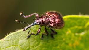 Attēlu rezultāti vaicājumam “Attelabidae”