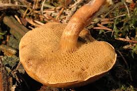 Attēlu rezultāti vaicājumam “Suillus bovinus”