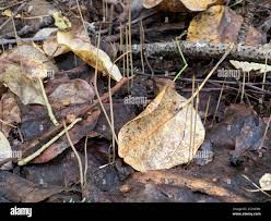 Attēlu rezultāti vaicājumam “Macrotyphula juncea”