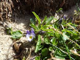 Attēlu rezultāti vaicājumam “Viola tricolor subsp. curtisii bud”