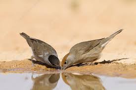 Attēlu rezultāti vaicājumam “Sylvia atricapilla”