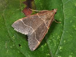 Attēlu rezultāti vaicājumam “Hypsopygia glaucinalis”