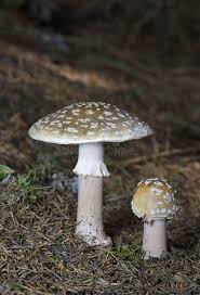 Attēlu rezultāti vaicājumam “Amanita excelsa”