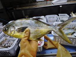 Image result for Trachinotus carolinus