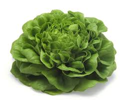 Image result for Pflücksalat
