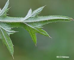 Attēlu rezultāti vaicājumam “Cirsium vulgare leaf”