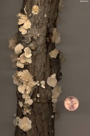 Attēlu rezultāti vaicājumam “Schizophyllum commune”