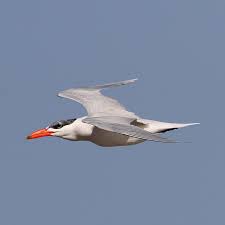 Attēlu rezultāti vaicājumam “Hydroprogne caspia”