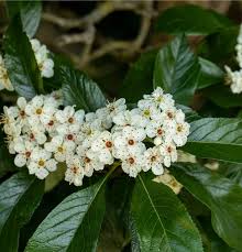 Attēlu rezultāti vaicājumam “Crataegus persimilis leaf”