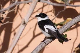 Image result for Ficedula albicollis