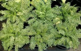 Attēlu rezultāti vaicājumam “Polemonium caeruleum bud”