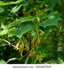 Attēlu rezultāti vaicājumam “Acer pseudoplatanus fruit”