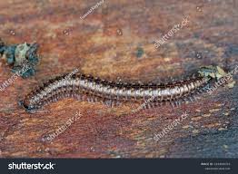 Attēlu rezultāti vaicājumam “Ommatoiulus sabulosus aimatopodus”