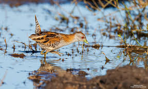 Image result for Porzana pusilla