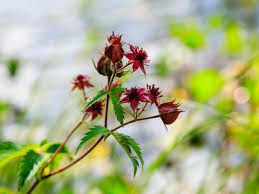 Attēlu rezultāti vaicājumam “Comarum palustre flower”