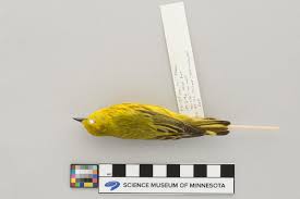 Image result for Dendroica petechia