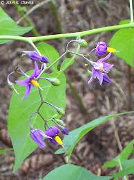 Attēlu rezultāti vaicājumam “Solanum dulcamara flower”