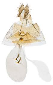 Attēlu rezultāti vaicājumam “Grapholita funebrana larva”