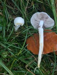 Attēlu rezultāti vaicājumam “Stemonitis fusca var. nigrescens plasmodium”