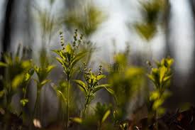 Attēlu rezultāti vaicājumam “Mercurialis perennis flower”