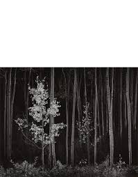 Image result for Ansel Adams Aspens New Mexico