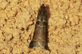 Attēlu rezultāti vaicājumam “Ortholepis betulae”