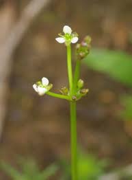 Attēlu rezultāti vaicājumam “Alisma plantago-aquatica fruit”