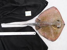 Image result for Dasyatis chrysonota