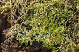 Attēlu rezultāti vaicājumam “Lophocolea bidentata”