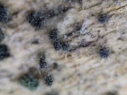 Attēlu rezultāti vaicājumam “Neocudoniella albiceps”