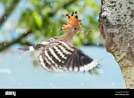 Attēlu rezultāti vaicājumam “Upupa epops adult”