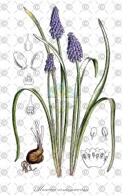 Attēlu rezultāti vaicājumam “Maianthemum bifolium fruit”