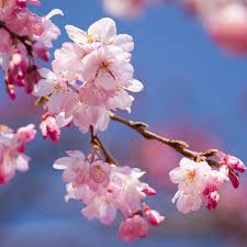 Attēlu rezultāti vaicājumam “Prunus cerasifera flower”