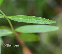 Attēlu rezultāti vaicājumam “Epilobium palustre”