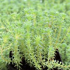 Attēlu rezultāti vaicājumam “Sedum hispanicum”