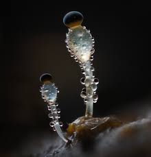 Attēlu rezultāti vaicājumam “Physarum notabile”