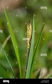 Attēlu rezultāti vaicājumam “Carex riparia”