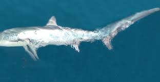 Image result for Alopias pelagicus