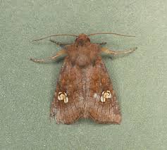 Attēlu rezultāti vaicājumam “Amphipoea”