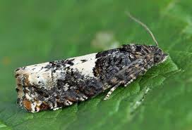 Attēlu rezultāti vaicājumam “Epiblema grandaevana”