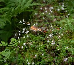 Attēlu rezultāti vaicājumam “Linnaea borealis leaf”