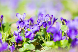 Image result for violet